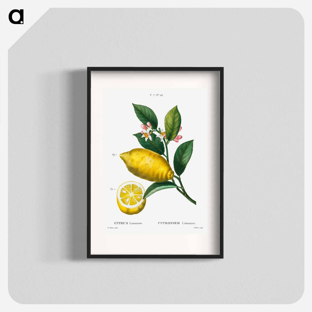 Traité des Arbres et Arbustes que l'on cultive en France en pleine terre - Pierre-Joseph Redouté Poster.