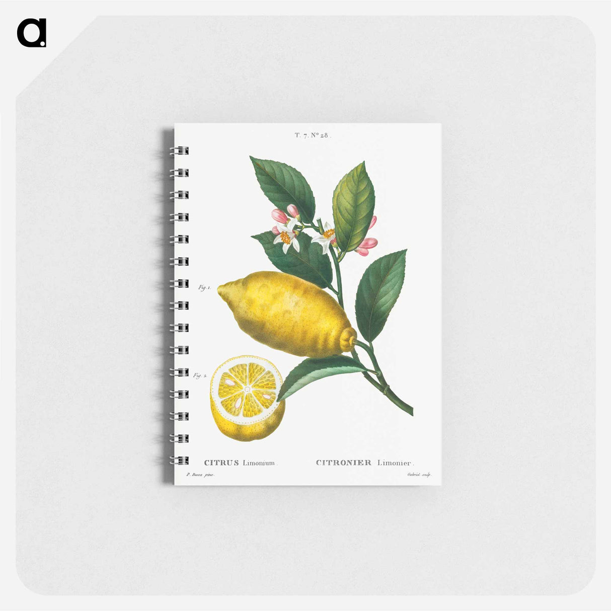 Traité des Arbres et Arbustes que l’on cultive en France en pleine terre - ピエール ジョゼフ ルドゥーテ Memo.