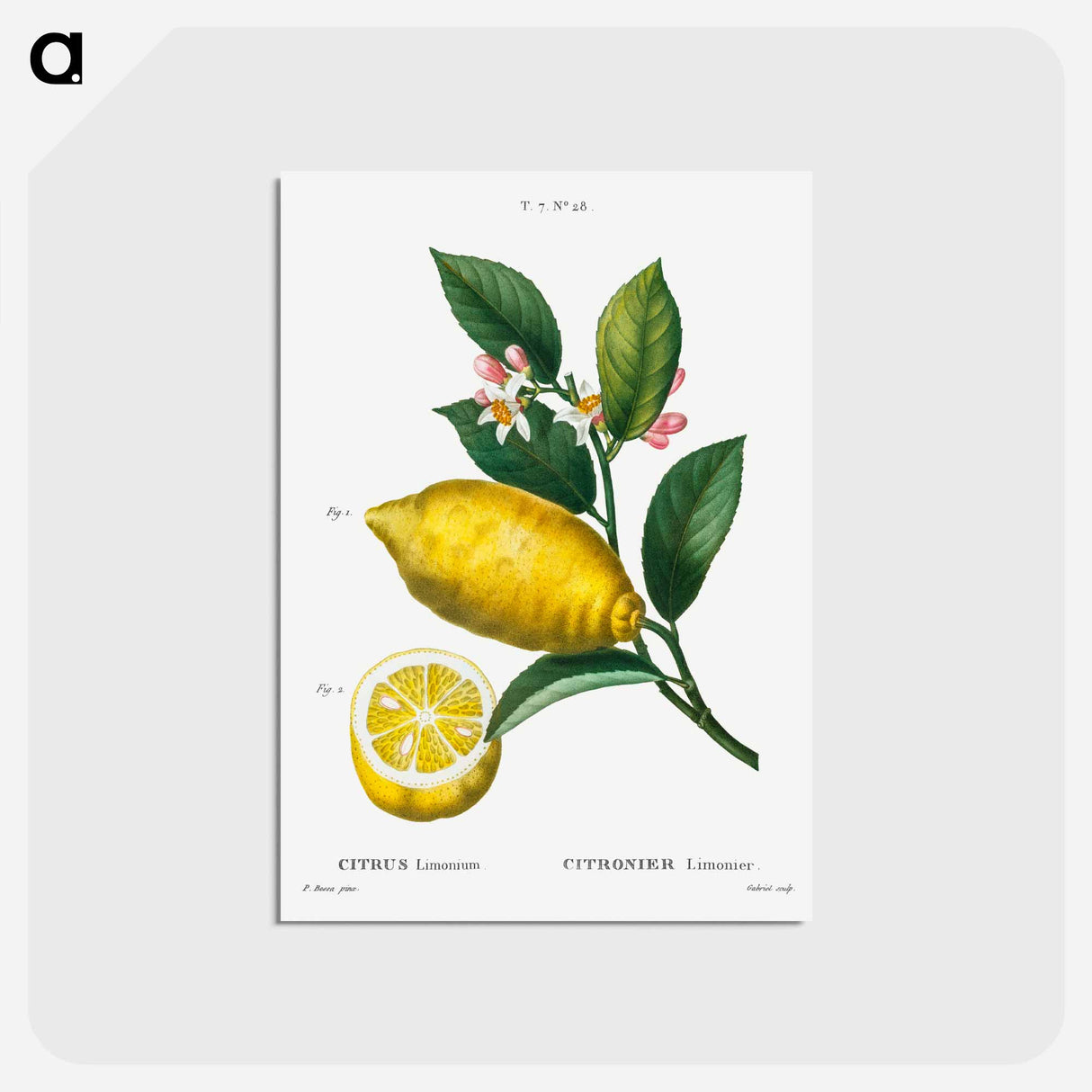 アートポストカード-Traité des Arbres et Arbustes que l’on cultive en France en pleine terre - ピエール ジョゼフ ルドゥーテ Postcard.