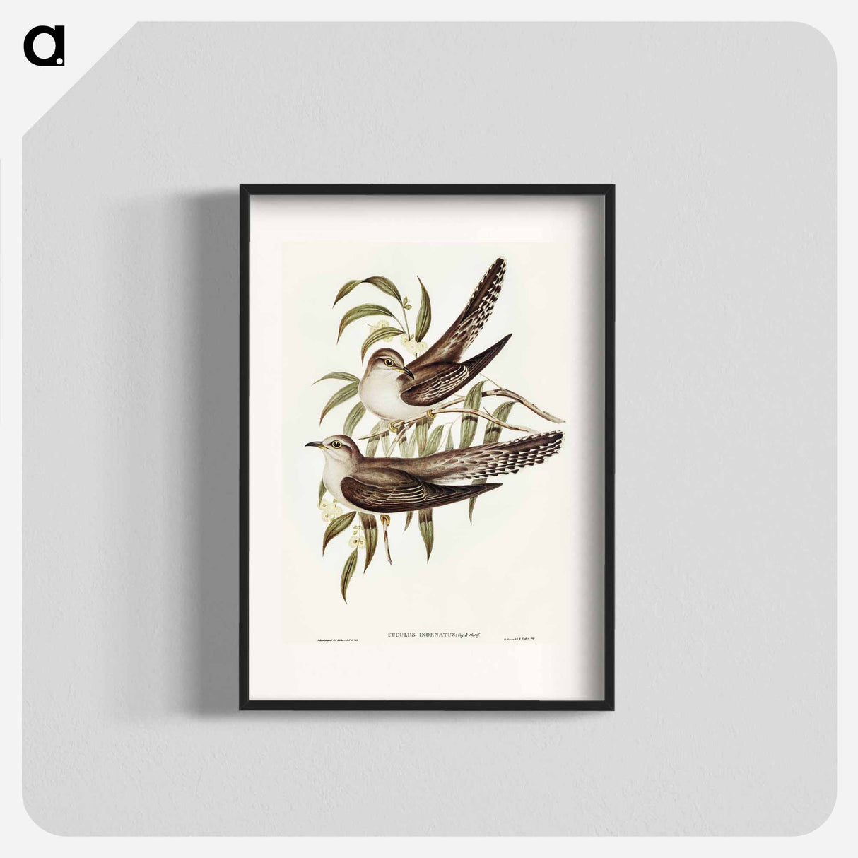 アートポスター-Unadorned Cuckoo
- オーストラリアの鳥 Poster.