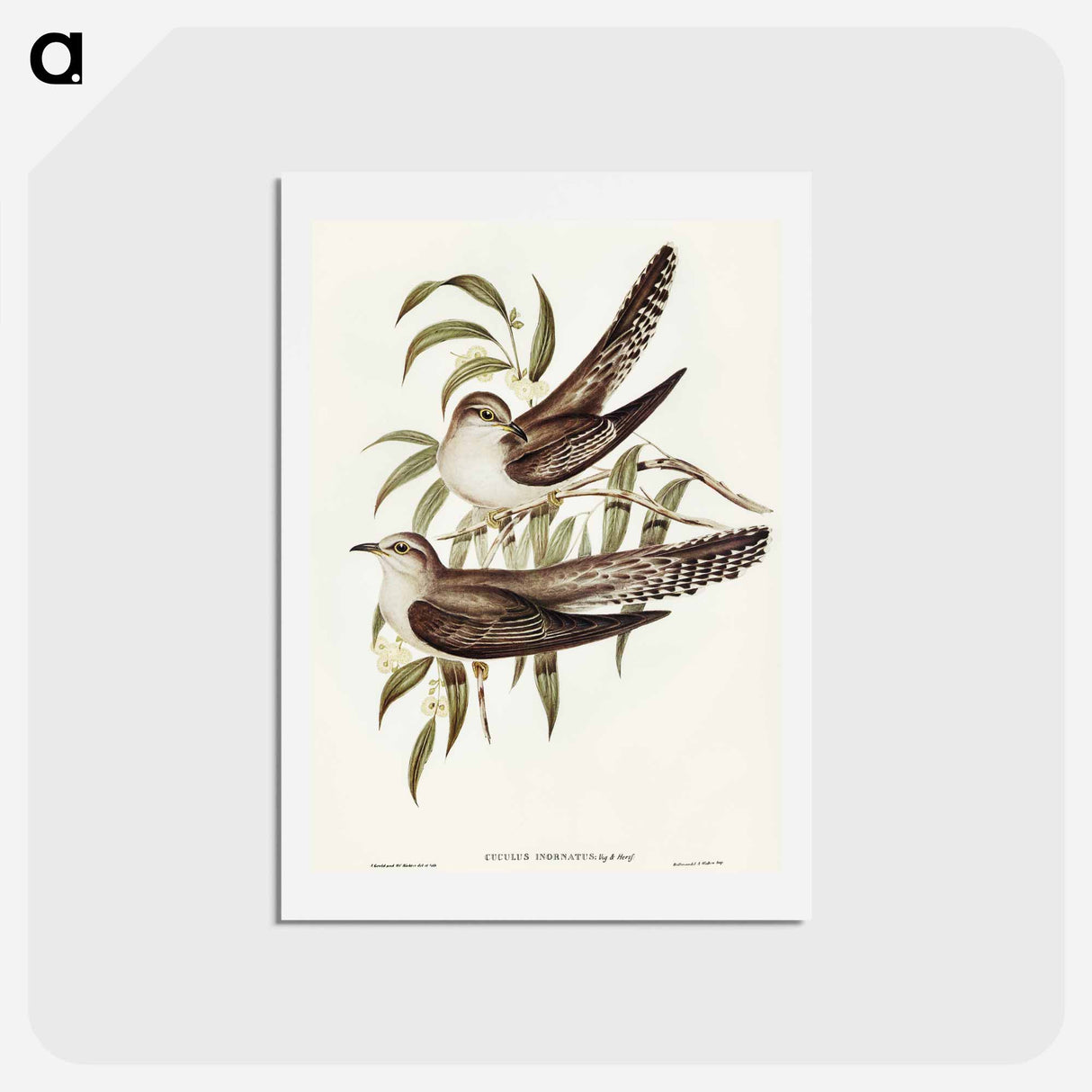 アートポストカード-Unadorned Cuckoo
- オーストラリアの鳥 Postcard.