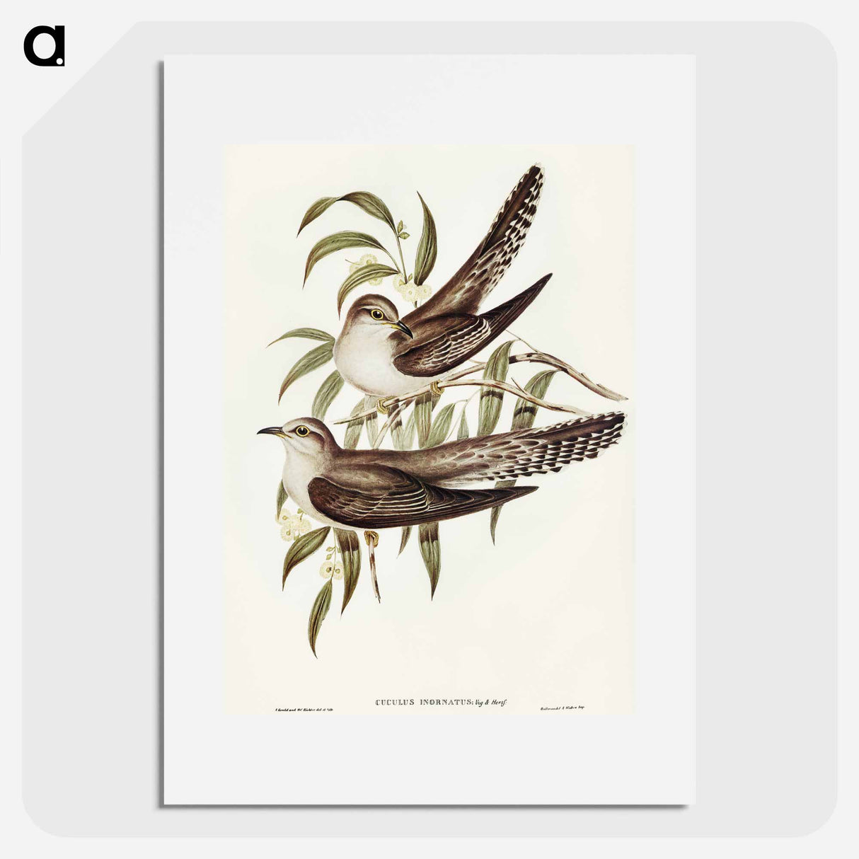 アートポスター-Unadorned Cuckoo
- オーストラリアの鳥 Poster.