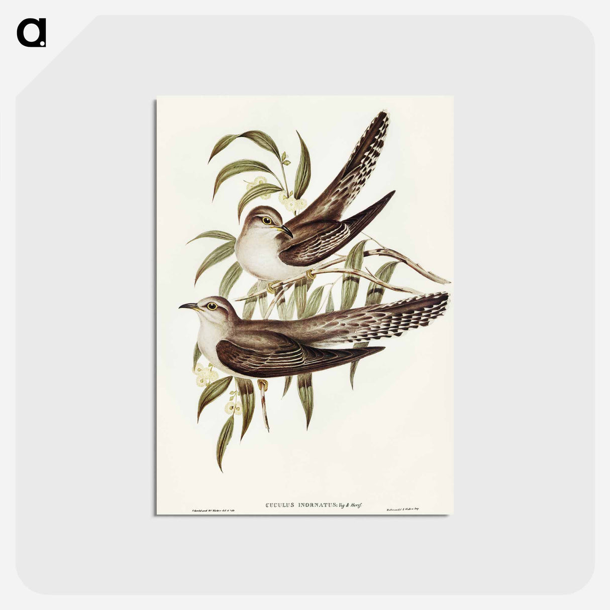 アートポストカード-Unadorned Cuckoo
- オーストラリアの鳥 Postcard.
