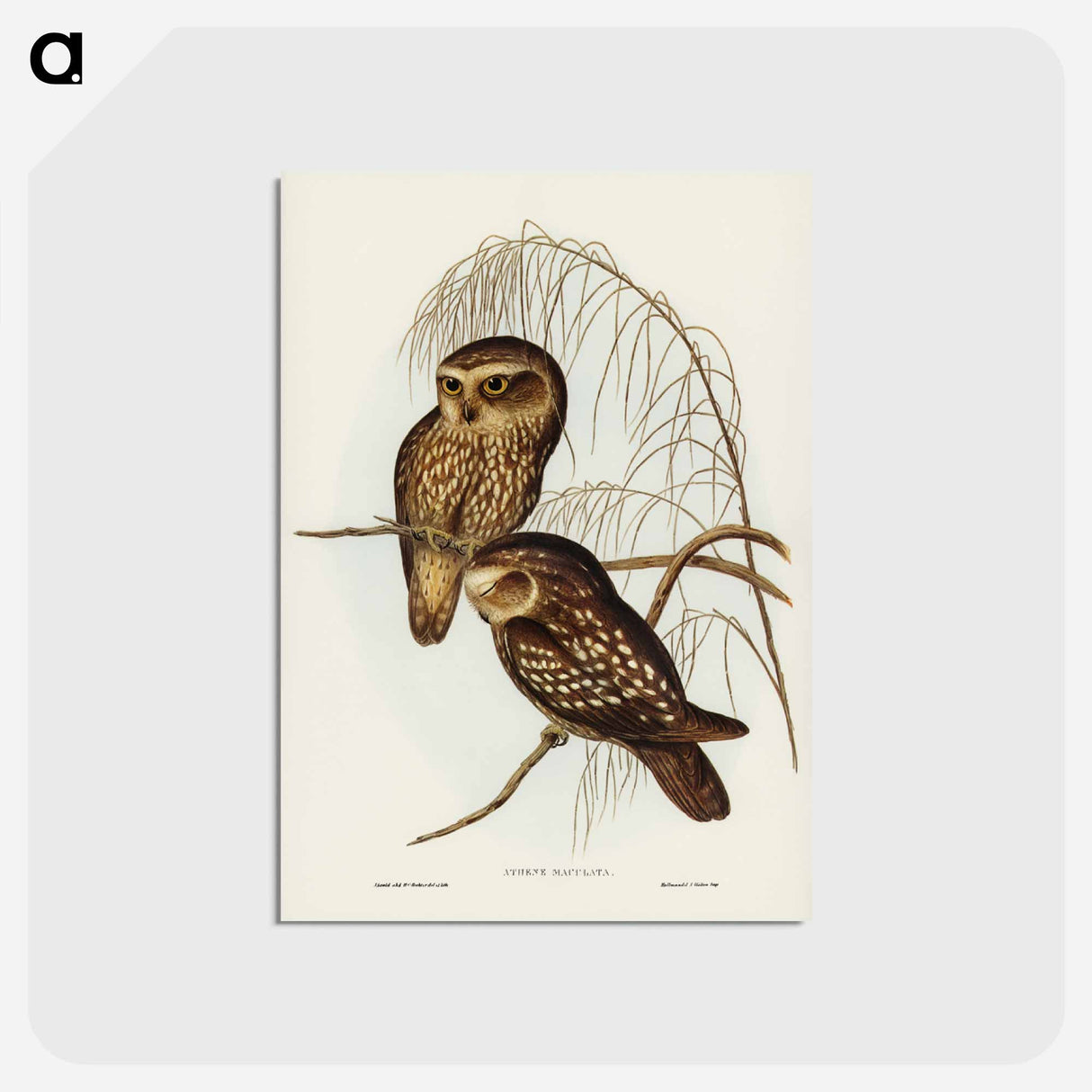 アートポストカード-Spotted Owl
- ジョン グールド Postcard.