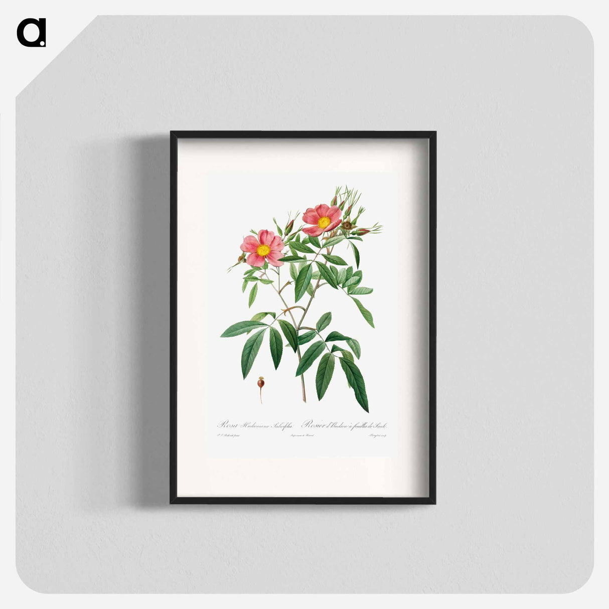 Rosa Hudsoniana Salicifolia - ピエール ジョゼフ ルドゥーテ Poster.