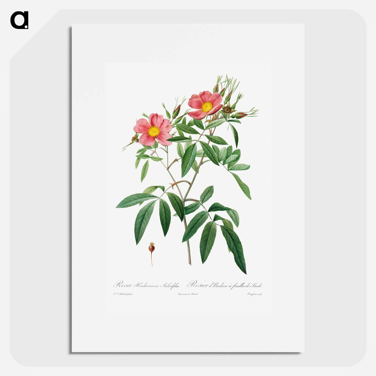 Rosa Hudsoniana Salicifolia - ピエール ジョゼフ ルドゥーテ Poster.
