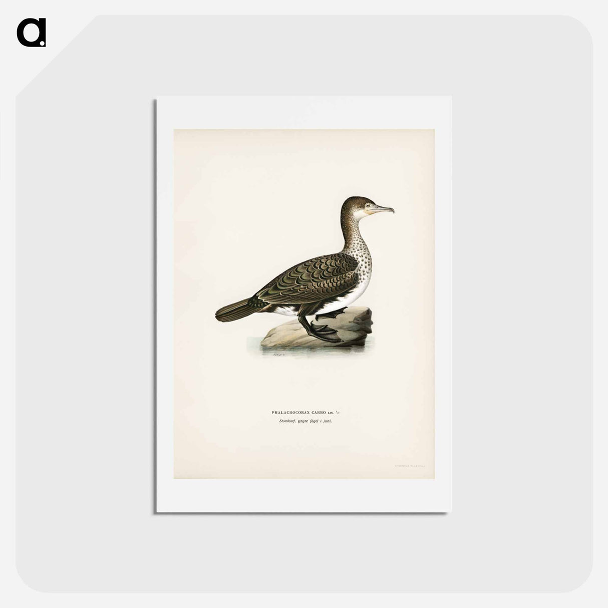 アートポストカード-Great Cormorant
- スヴェンスカ フォグラル Postcard.