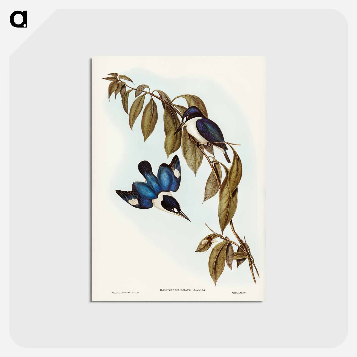 アートポストカード-MacLeay’s Halcyon
- ジョン グールド Postcard.