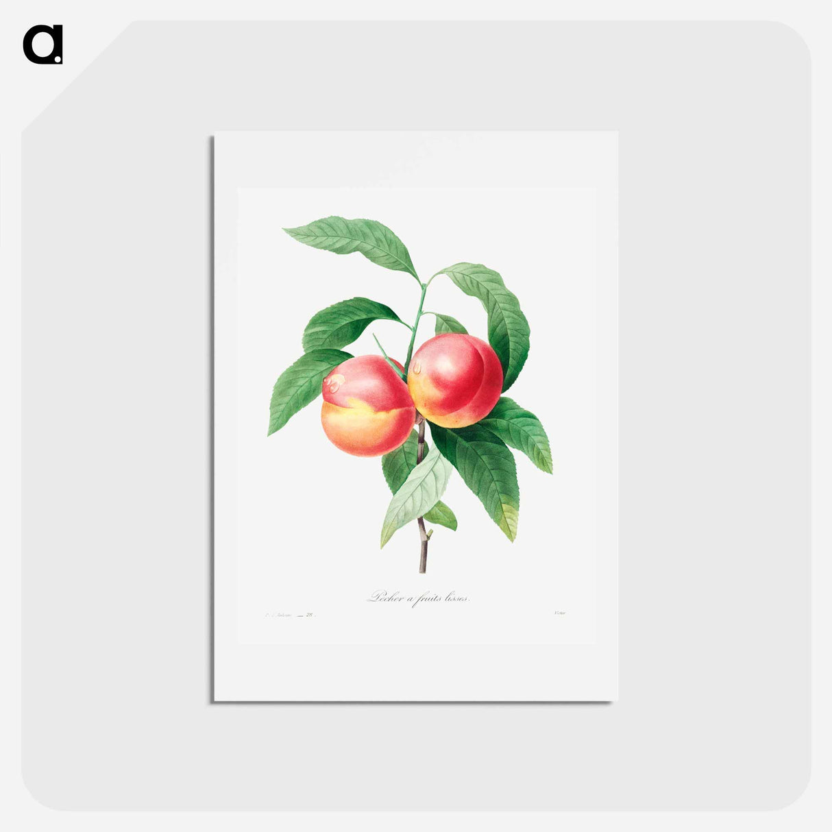 アートポストカード-Peaches on a branch - ピエール ジョゼフ ルドゥーテ Postcard.