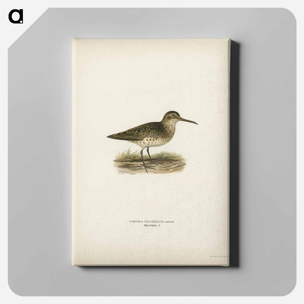 アートパネル-Broad-billed Sandpiper
- スヴェンスカ フォグラル Canvas.