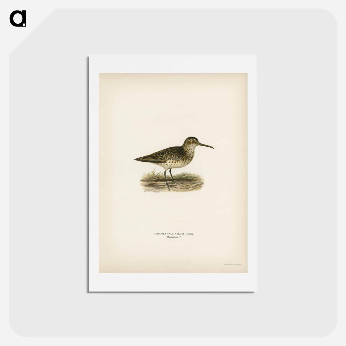 アートポストカード-Broad-billed Sandpiper
- スヴェンスカ フォグラル Postcard.