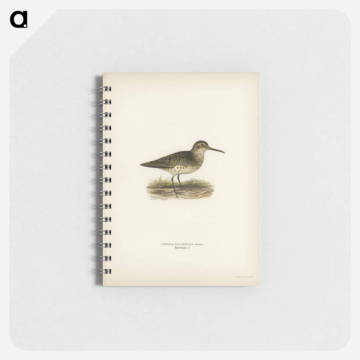 アートメモ帳-Broad-billed Sandpiper
- スヴェンスカ フォグラル Memo.