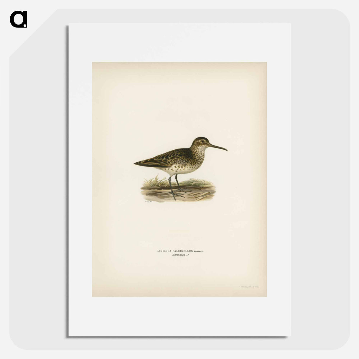 アートポスター-Broad-billed Sandpiper
- スヴェンスカ フォグラル Poster.