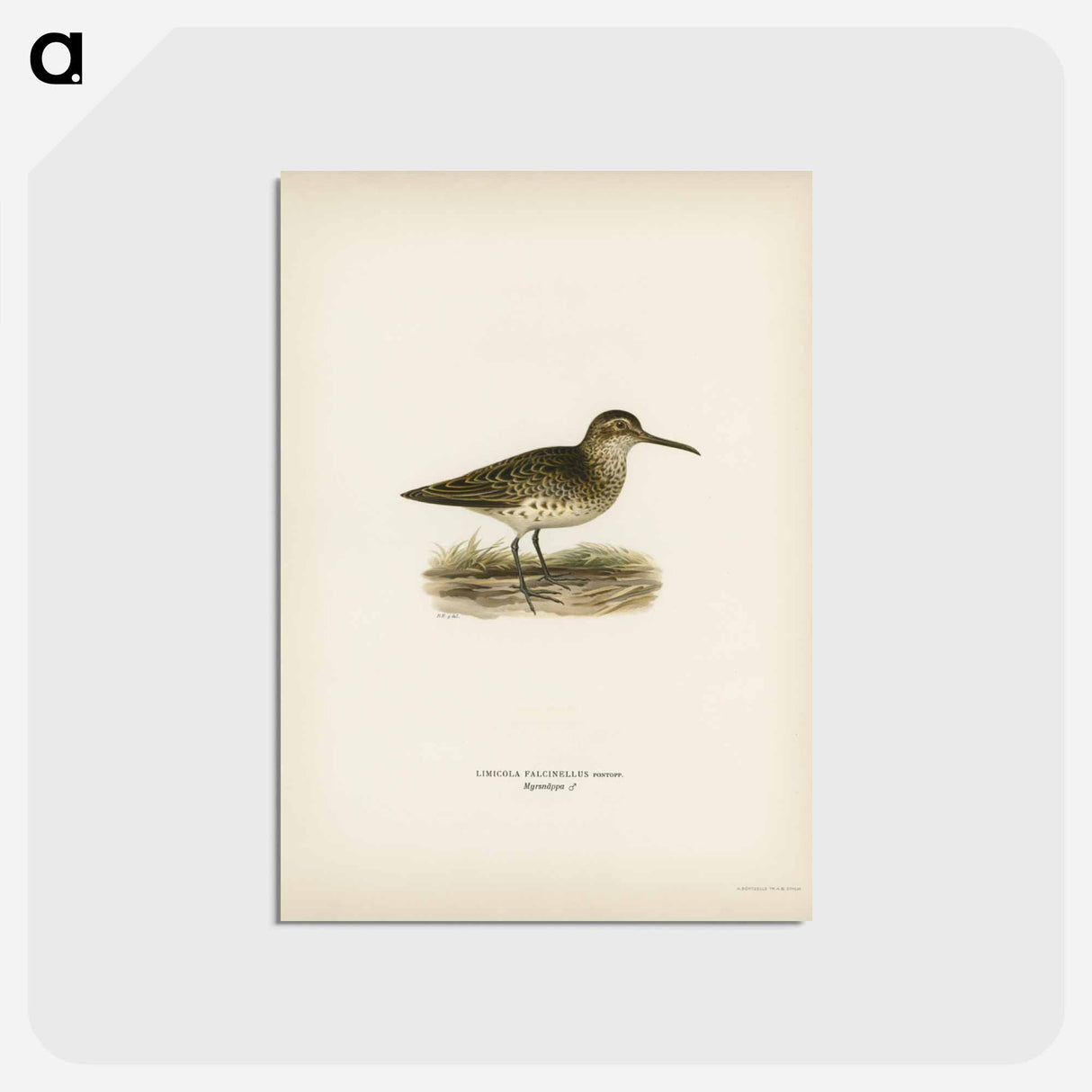 アートポストカード-Broad-billed Sandpiper
- スヴェンスカ フォグラル Postcard.