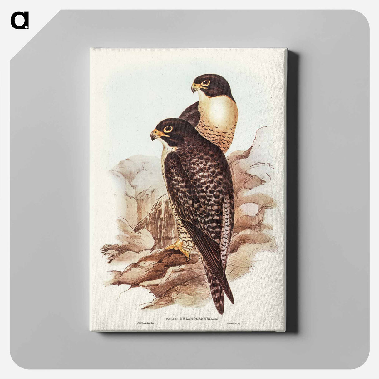 アートパネル-Black-cheeked Falcon
- ジョン グールド Canvas.