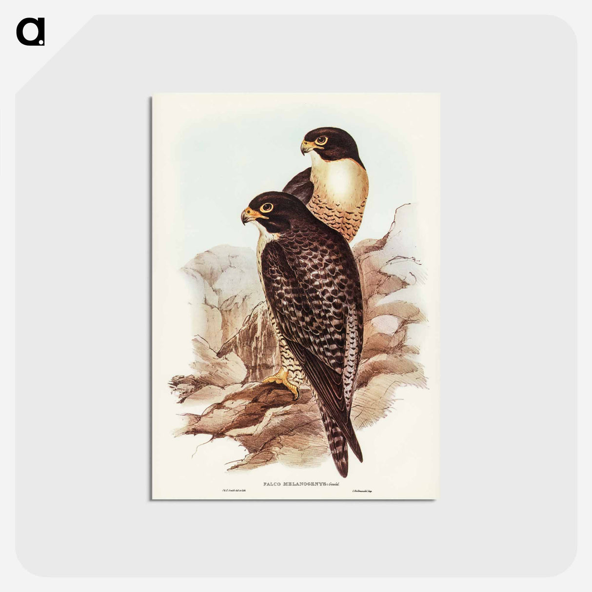 アートポストカード-Black-cheeked Falcon
- ジョン グールド Postcard.