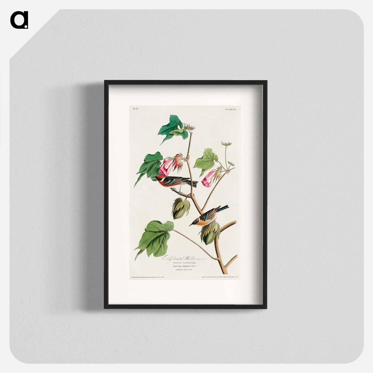 アートポスター-Bay-breasted Warbler
- ジョン ジェームス オーデュボン Poster.