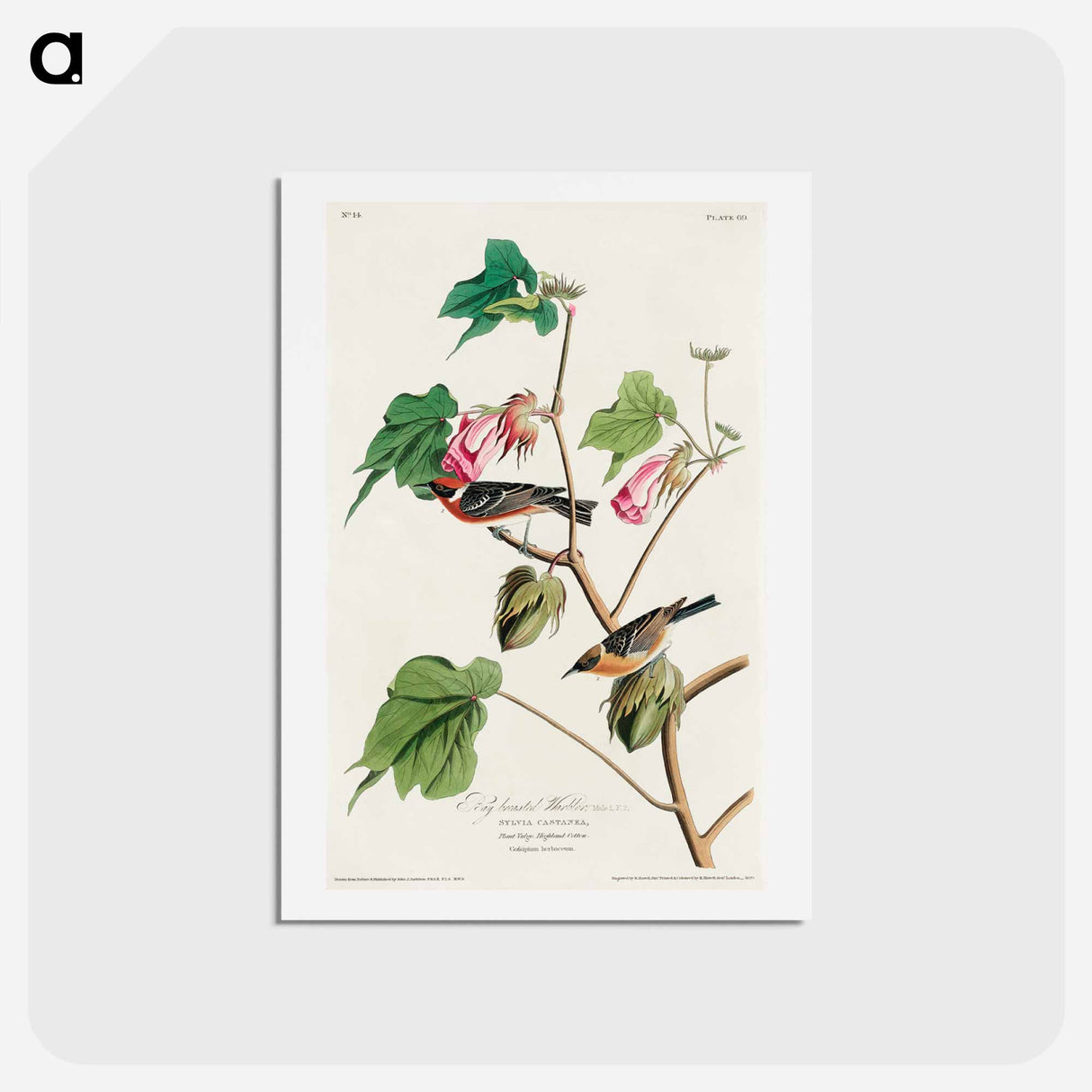 アートポストカード-Bay-breasted Warbler
- ジョン ジェームス オーデュボン Postcard.