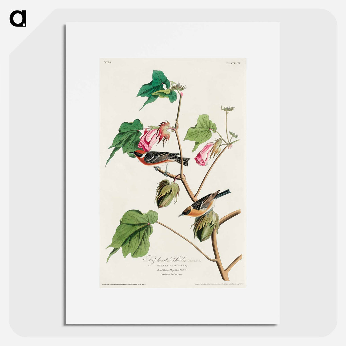 アートポスター-Bay-breasted Warbler
- ジョン ジェームス オーデュボン Poster.