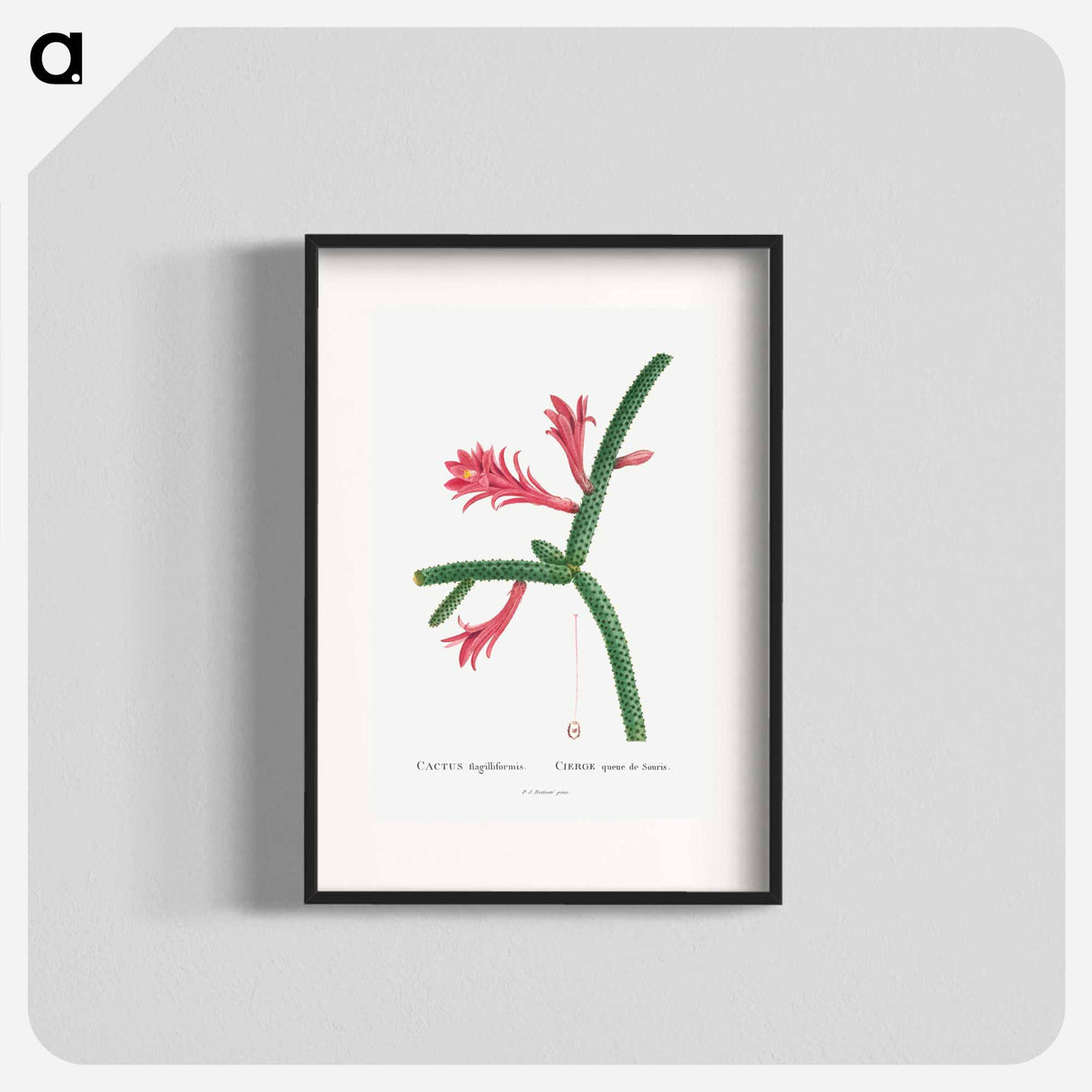 アートポスター-Cactus Flagelliformis - ピエール ジョゼフ ルドゥーテ Poster.