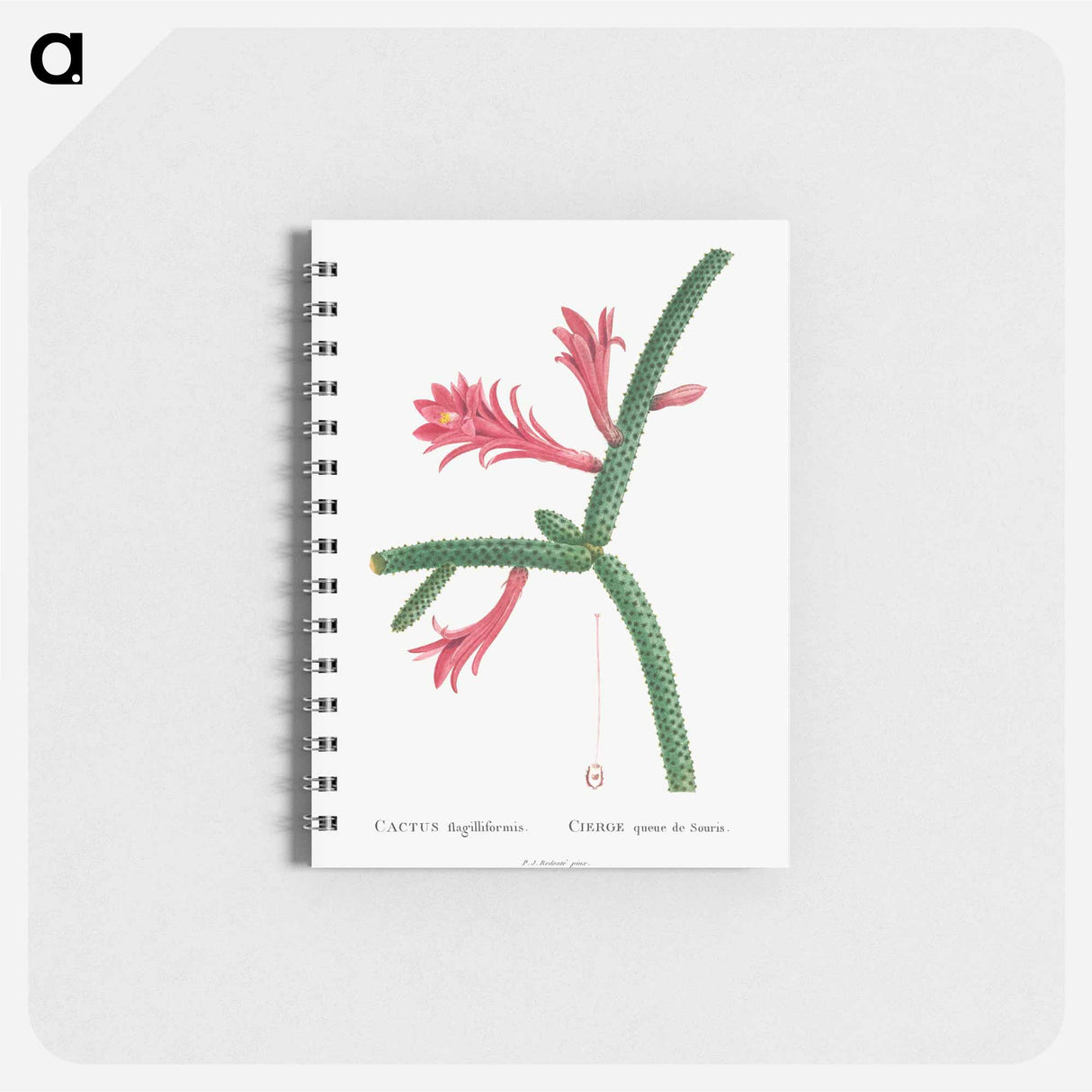 Cactus Flagelliformis - ピエール ジョゼフ ルドゥーテ Memo.