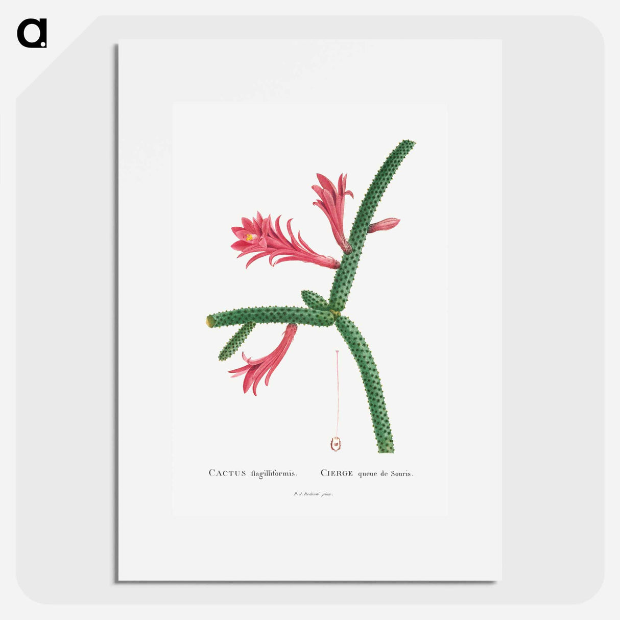 アートポスター-Cactus Flagelliformis - ピエール ジョゼフ ルドゥーテ Poster.