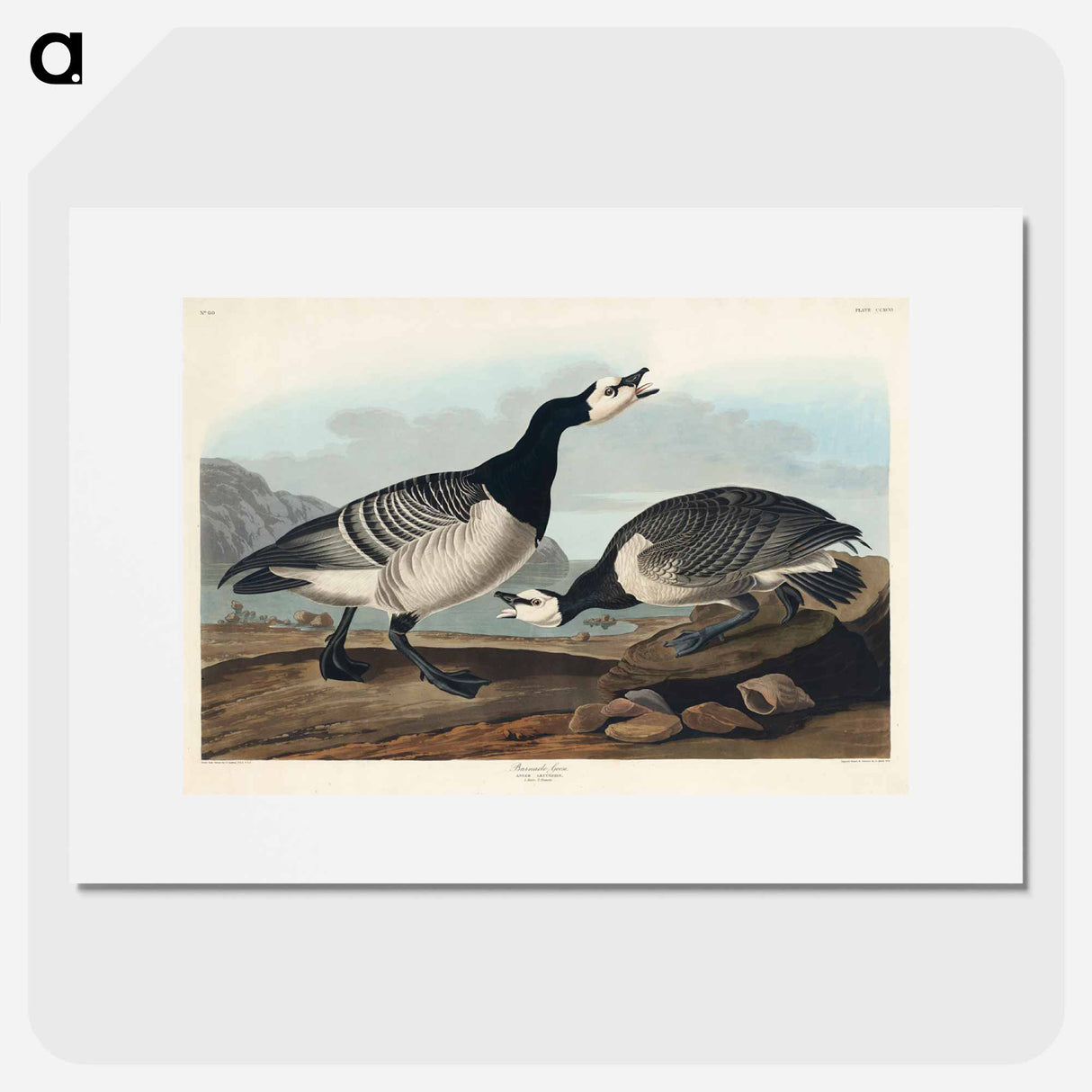 アートポスター-Barnacle Goose from Birds of America
- アメリカの鳥たち Poster.