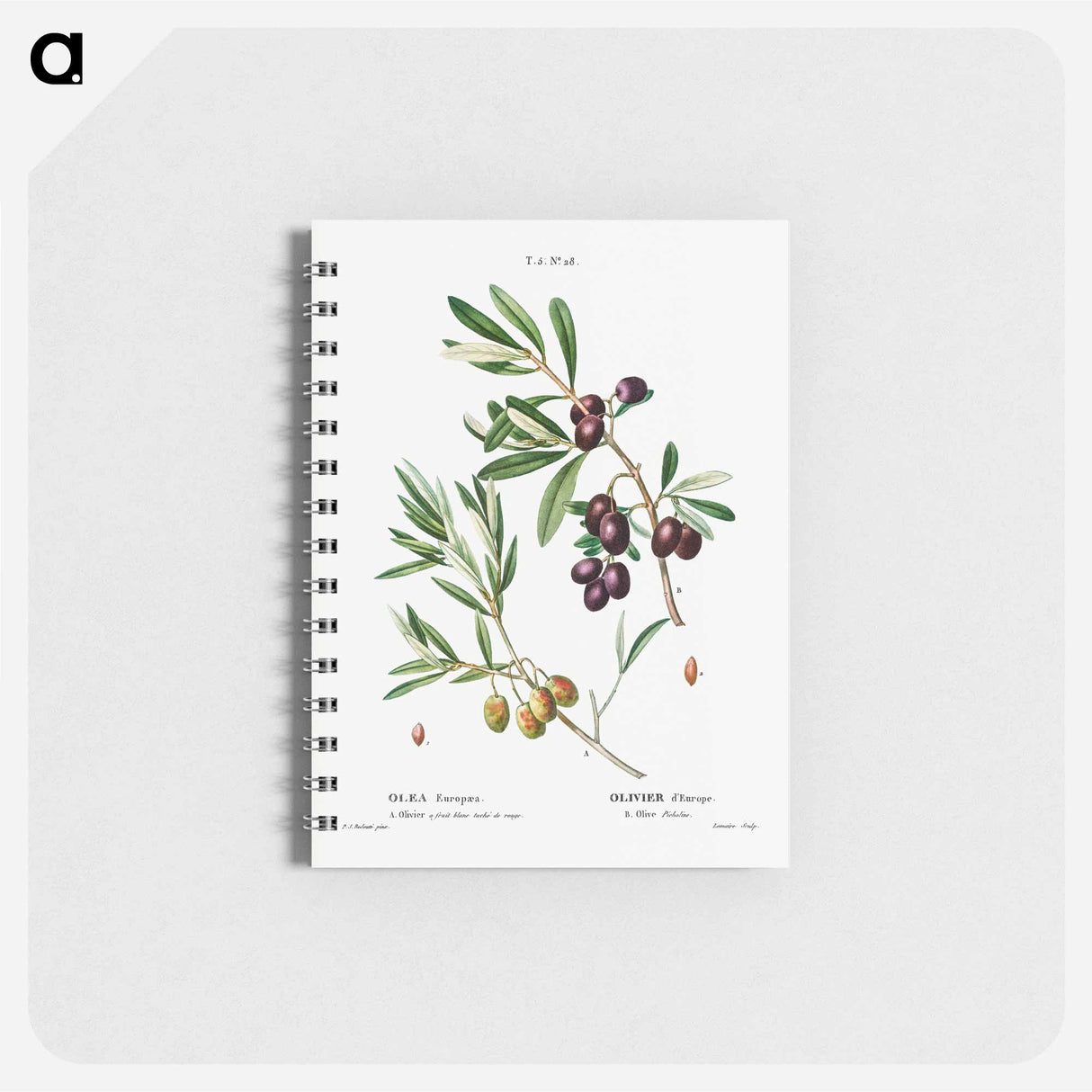アートメモ帳-Olive (Olea Europæa) - ピエール ジョゼフ ルドゥーテ Memo.