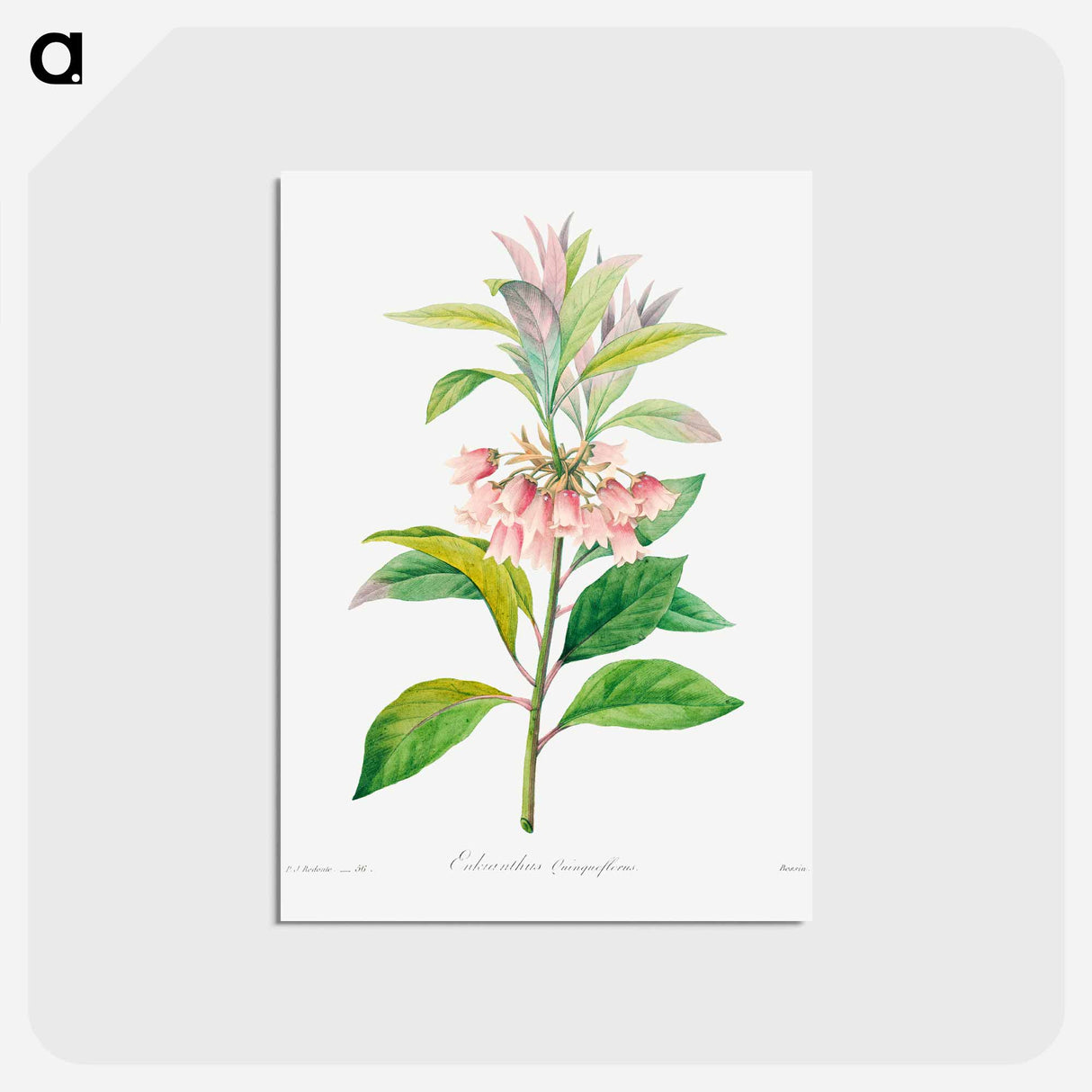 アートポストカード-Redvein enkianthus - ピエール ジョゼフ ルドゥーテ Postcard.