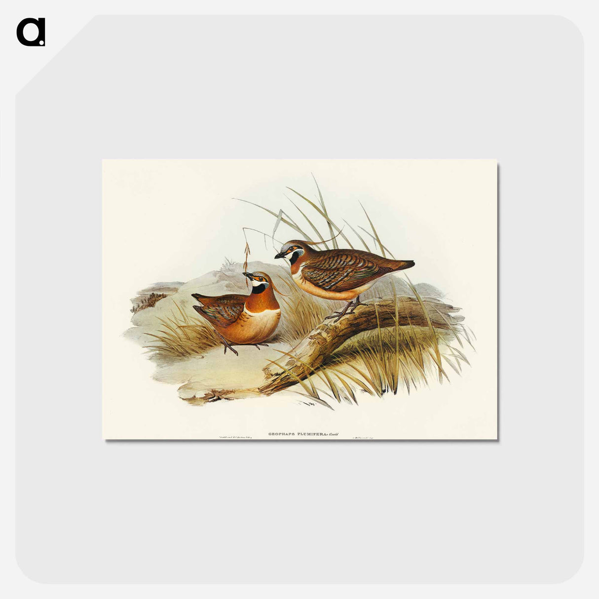 アートポストカード-Plumed Partridge Bronze-wing
- オーストラリアの鳥 Postcard.