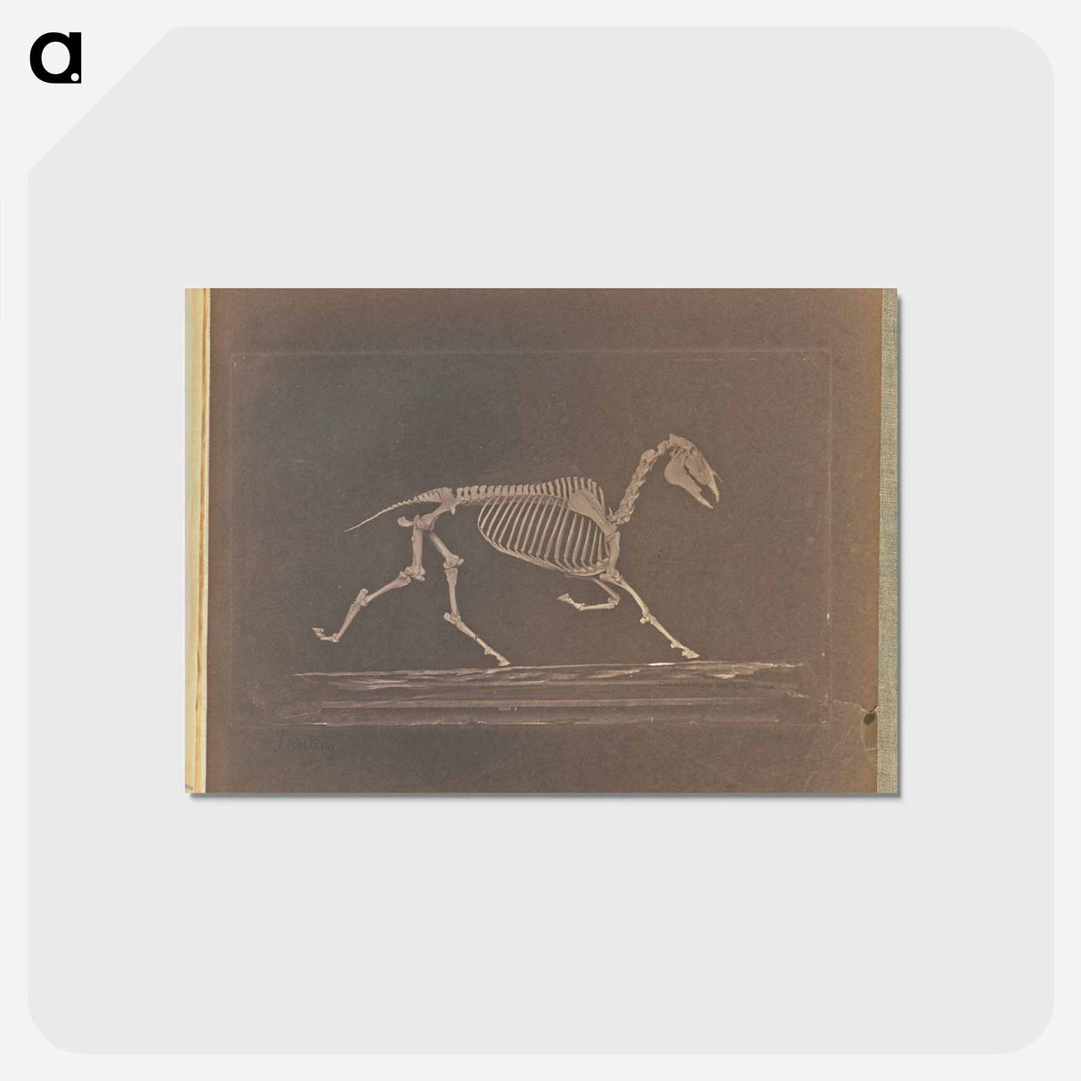 アートポストカード-Trotting
- エドワード マイブリッジ Postcard.