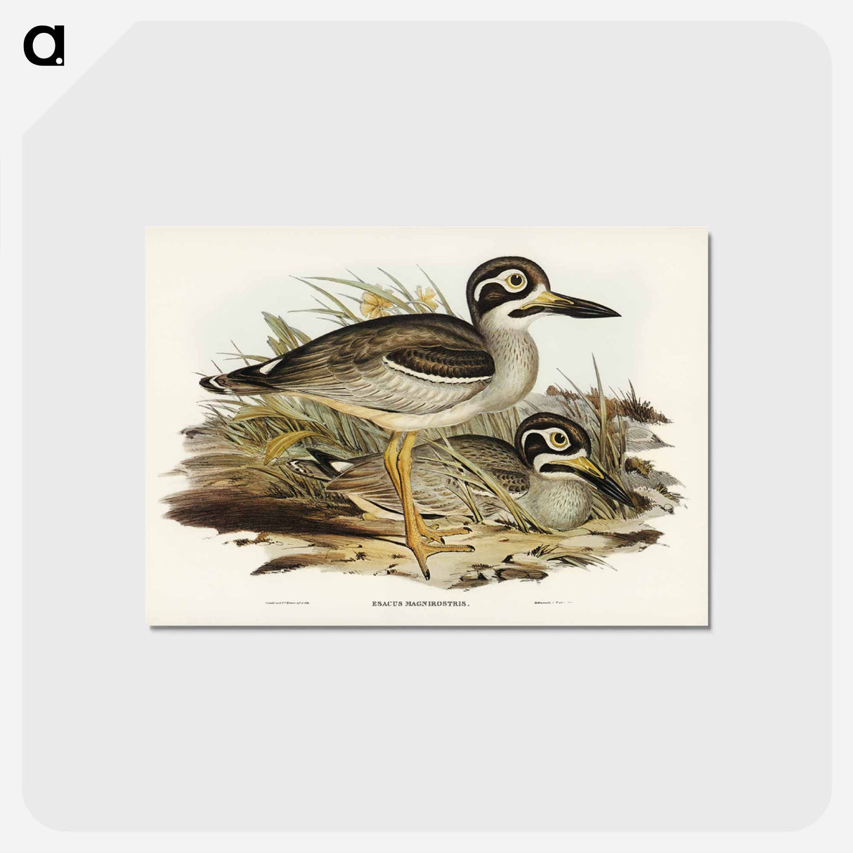 アートポストカード-Large-billed Plover
- ジョン グールド Postcard.