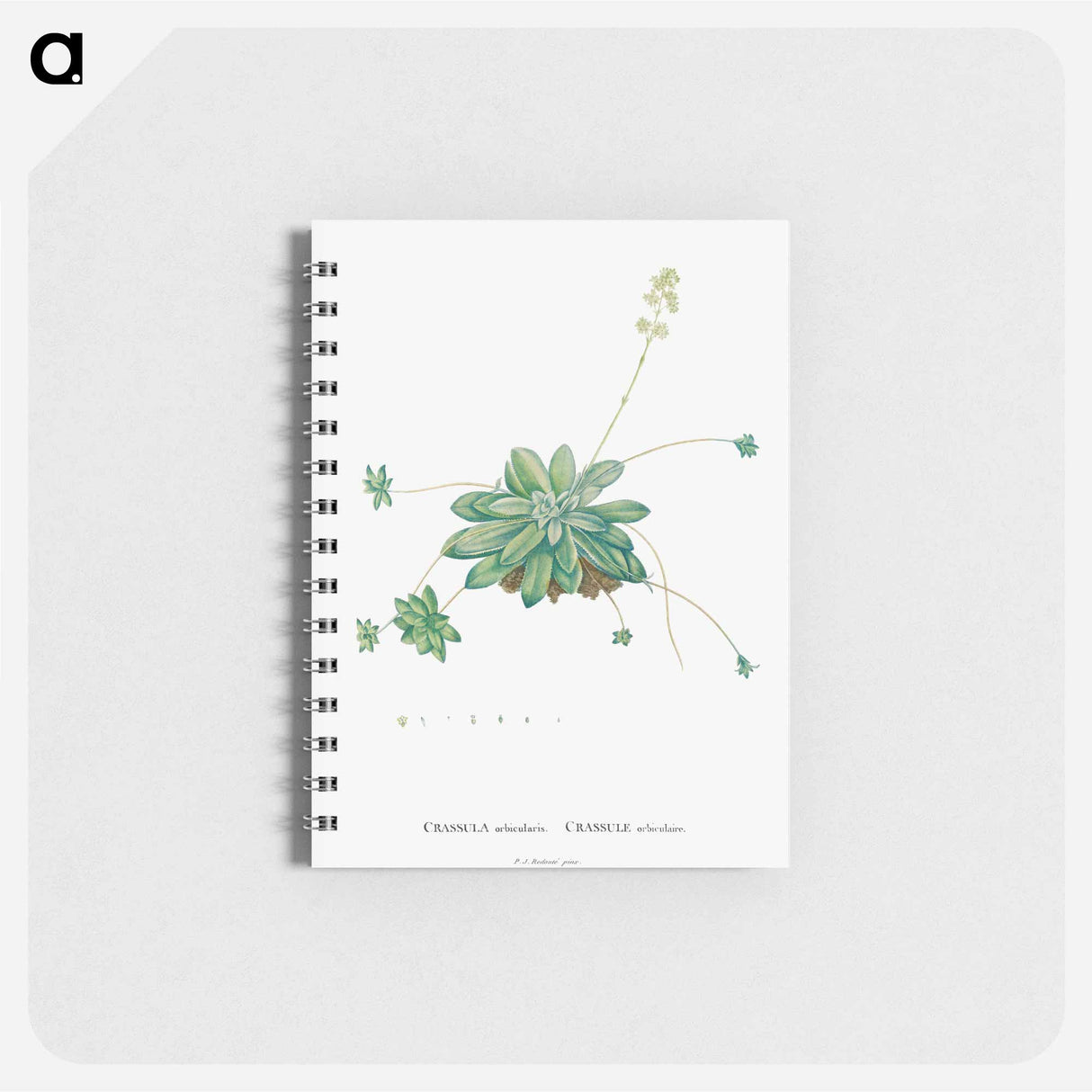アートメモ帳-Crassula Orbicularis - ピエール ジョゼフ ルドゥーテ Memo.