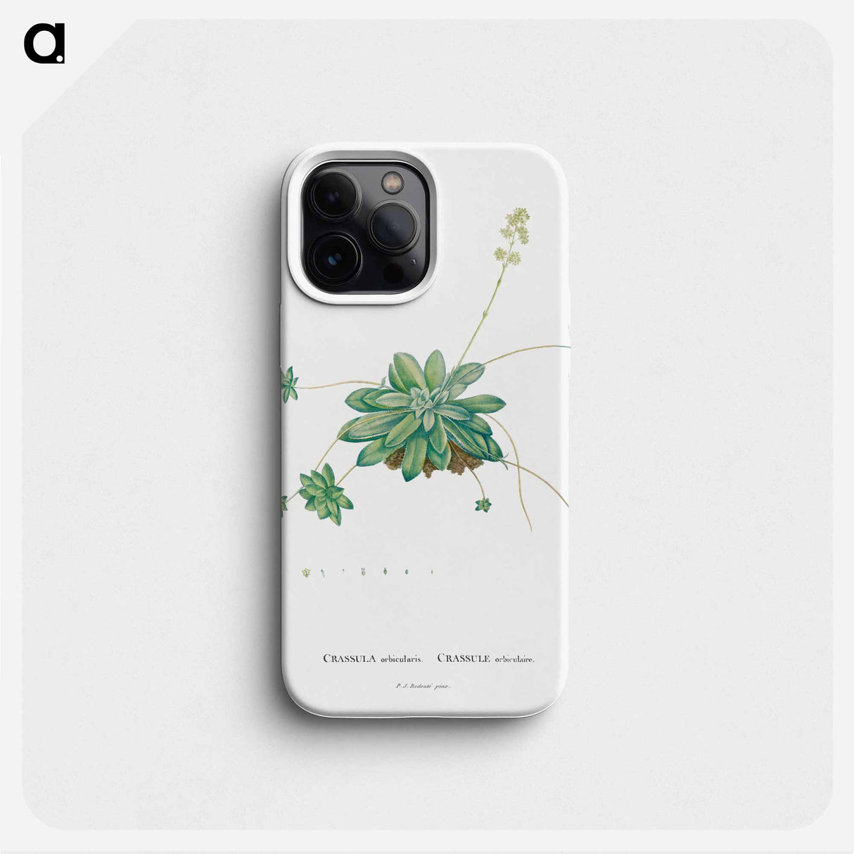 Crassula Orbicularis - ピエール ジョゼフ ルドゥーテ Phone Case.
