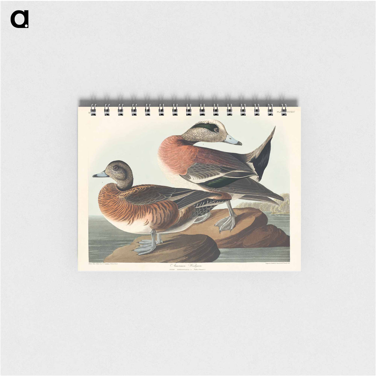 アートメモ帳-American Widgeon from Birds of America
- アメリカの鳥たち Memo.