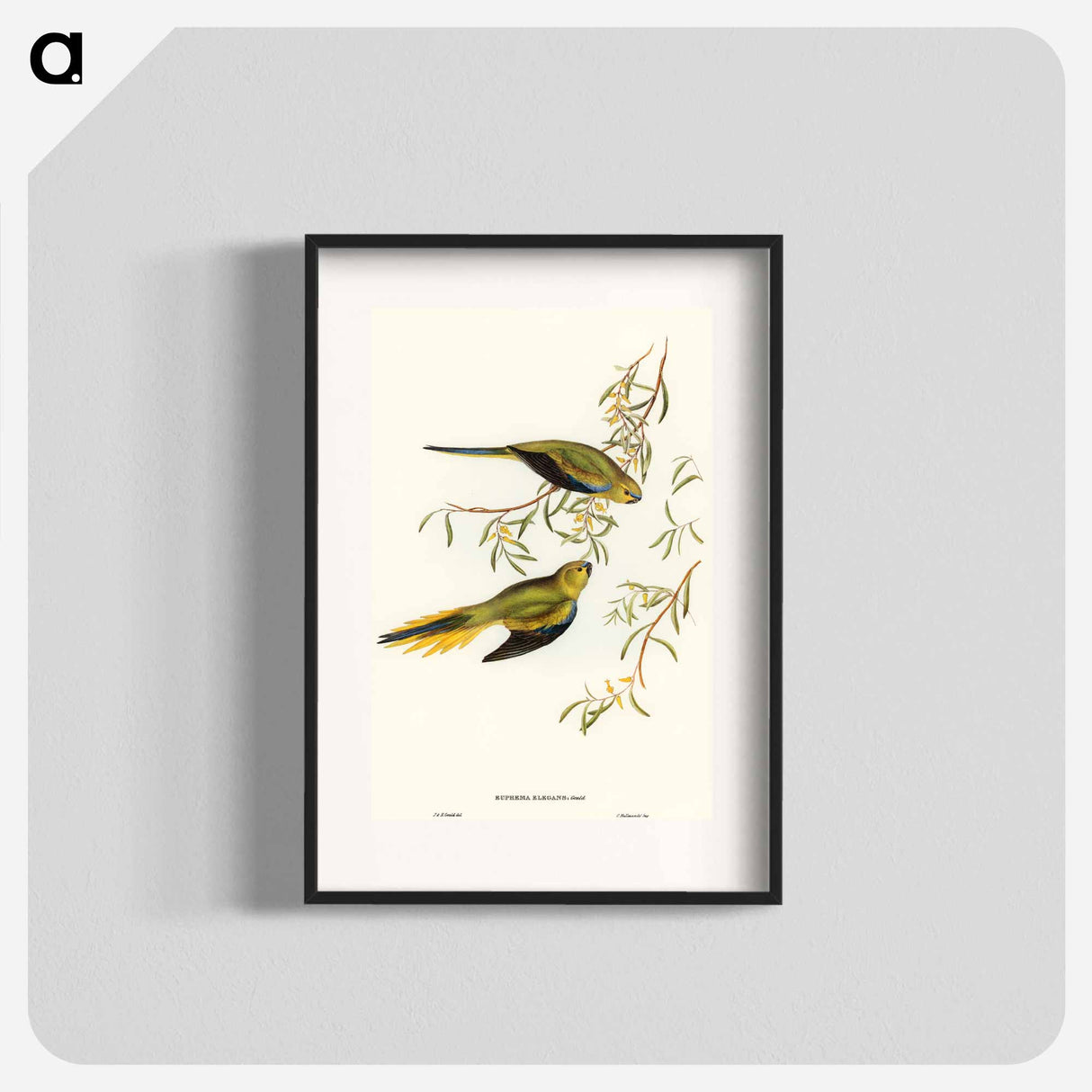 アートポスター-Elegant Grass-Parakeet
- オーストラリアの鳥 Poster.