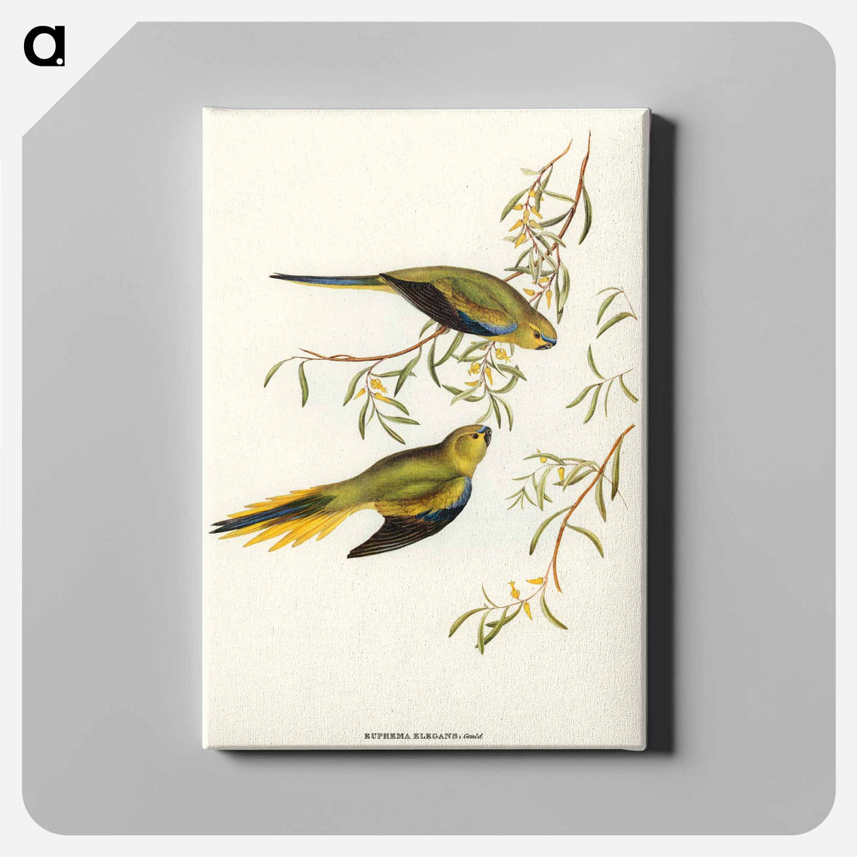 アートパネル-Elegant Grass-Parakeet
- オーストラリアの鳥 Canvas.