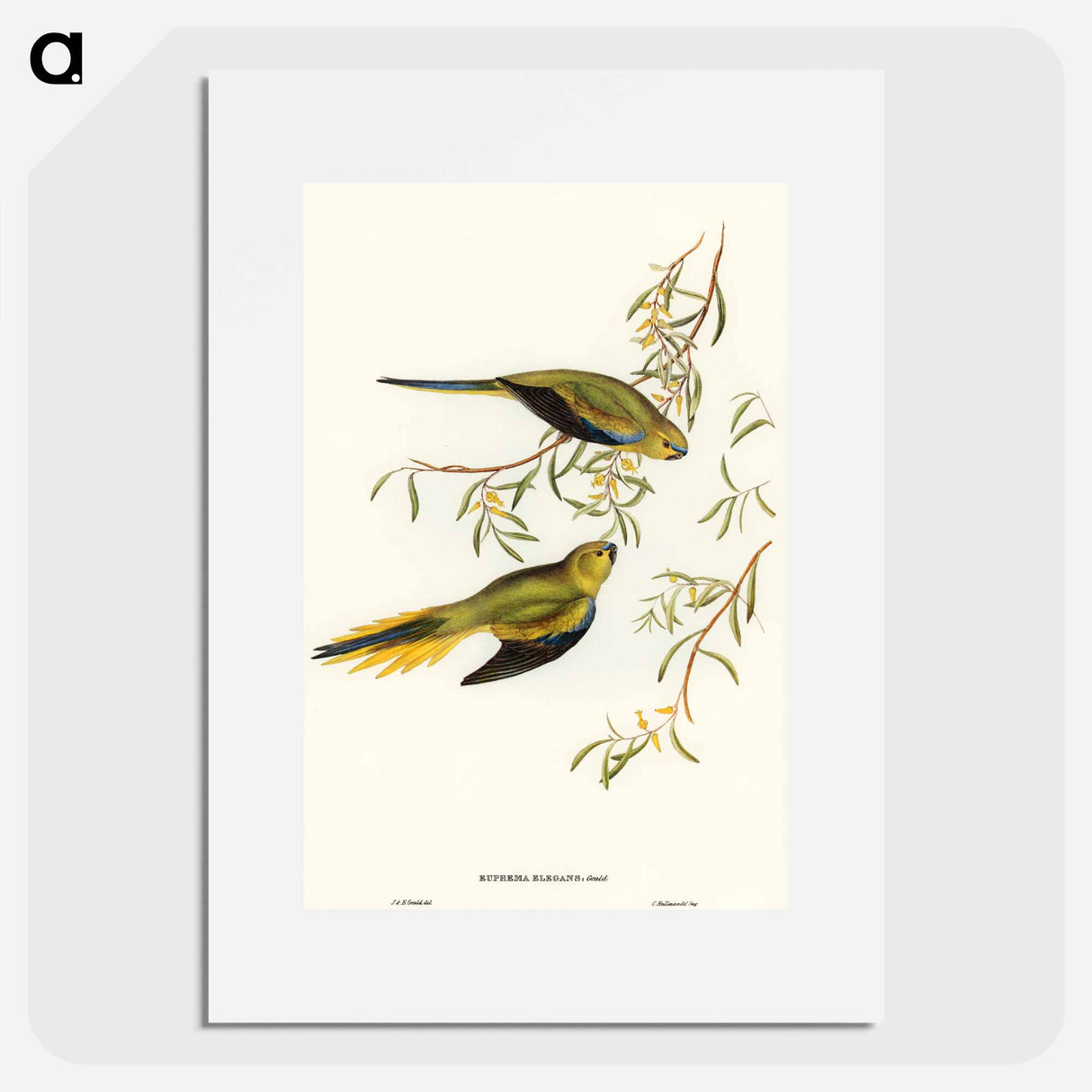アートポスター-Elegant Grass-Parakeet
- オーストラリアの鳥 Poster.