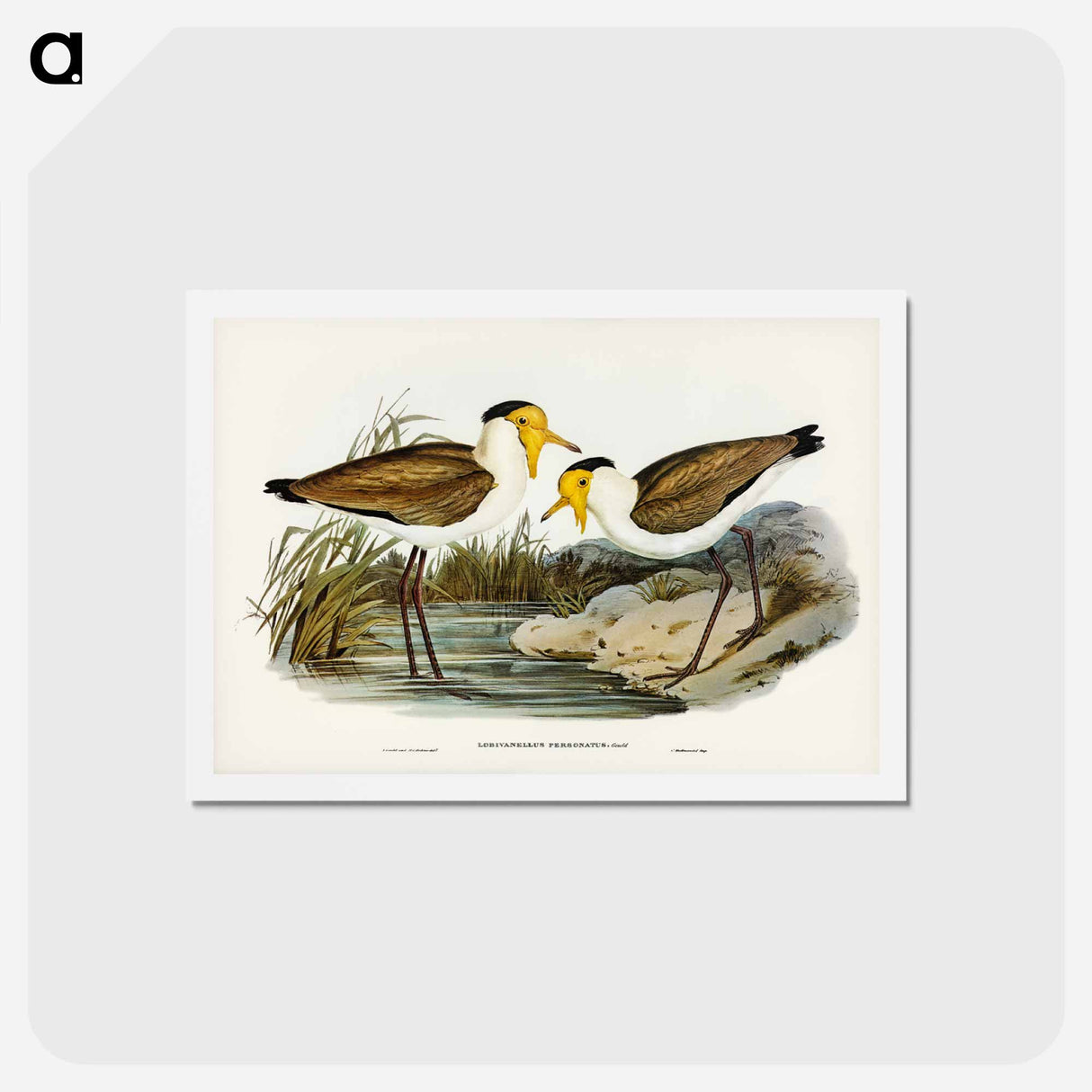アートポストカード-Masked Pewit
- ジョン グールド Postcard.