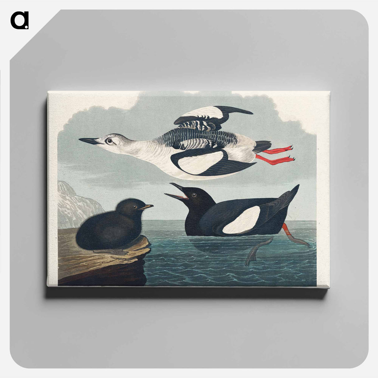 アートパネル-Black Guillemot
- ジョン ジェームス オーデュボン Canvas.