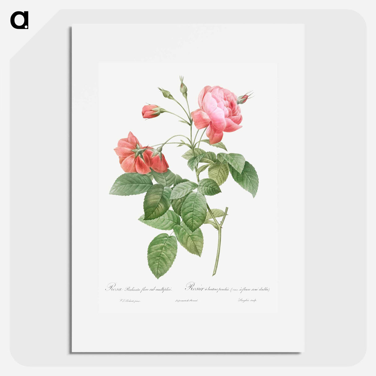 アートポスター-Boursault Rose - ピエール ジョゼフ ルドゥーテ Poster.
