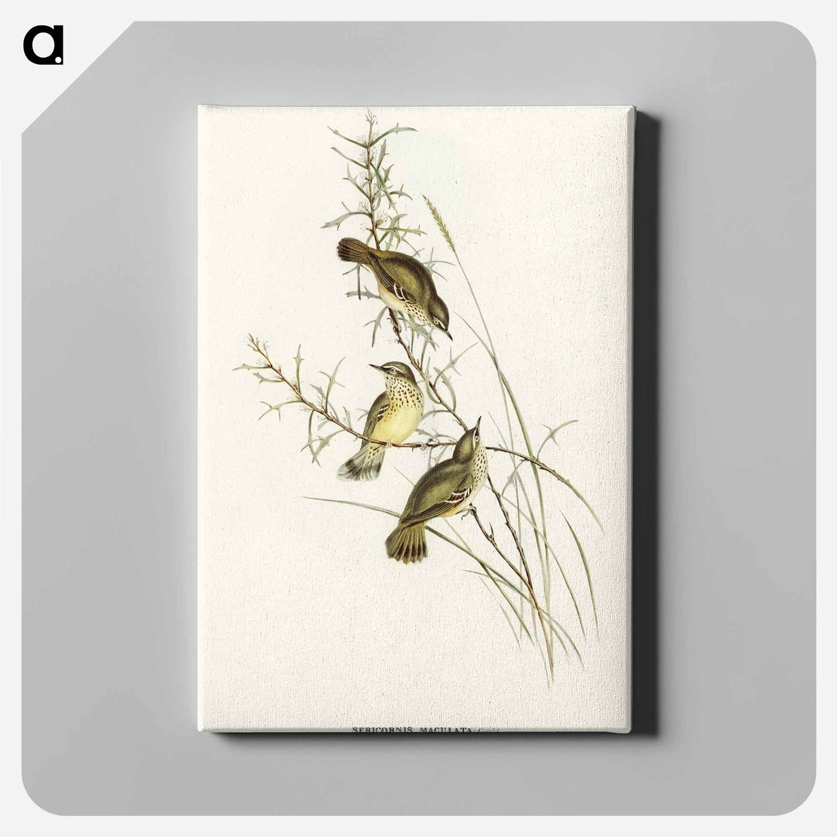 Spotted Sericornis
- オーストラリアの鳥 Canvas.