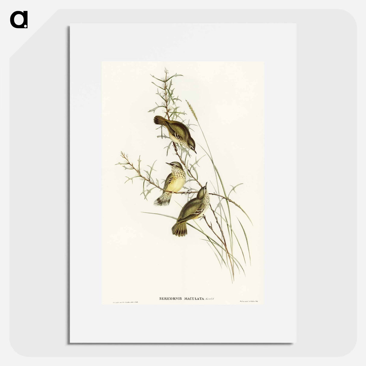 Spotted Sericornis
- オーストラリアの鳥 Poster.