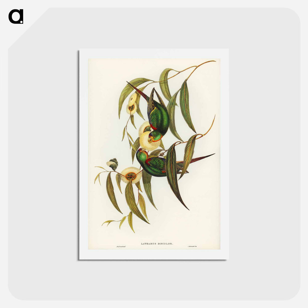 アートポストカード-Swift Lorikeet
- ジョン グールド Postcard.