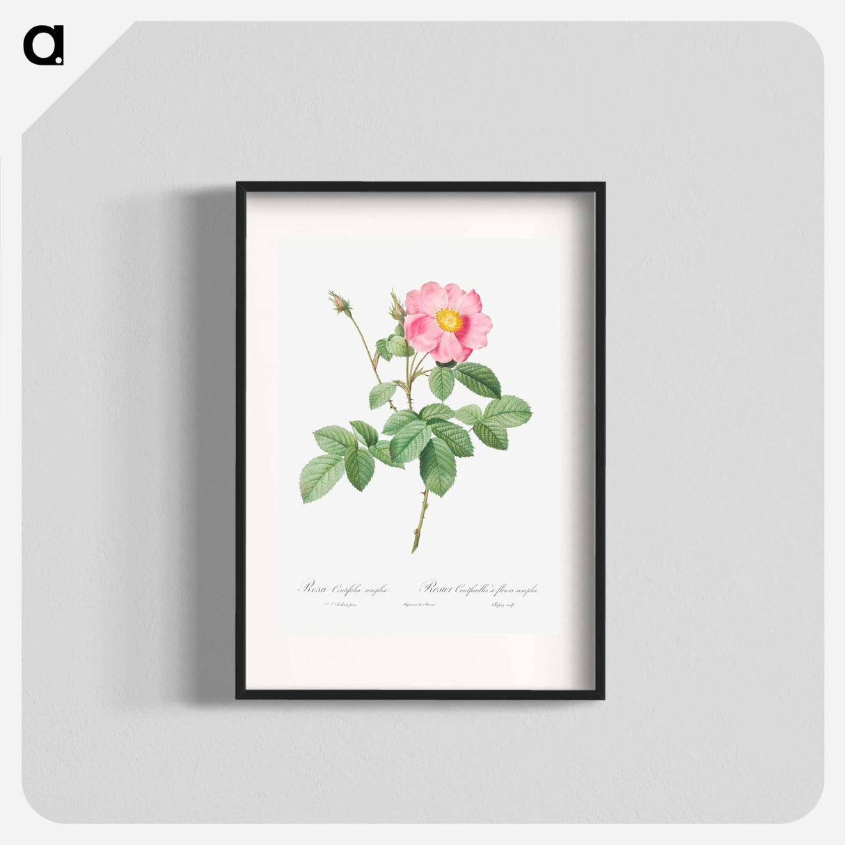 Single-Flowered Cabbage Rose - Pierre Joseph Redouté Poster.