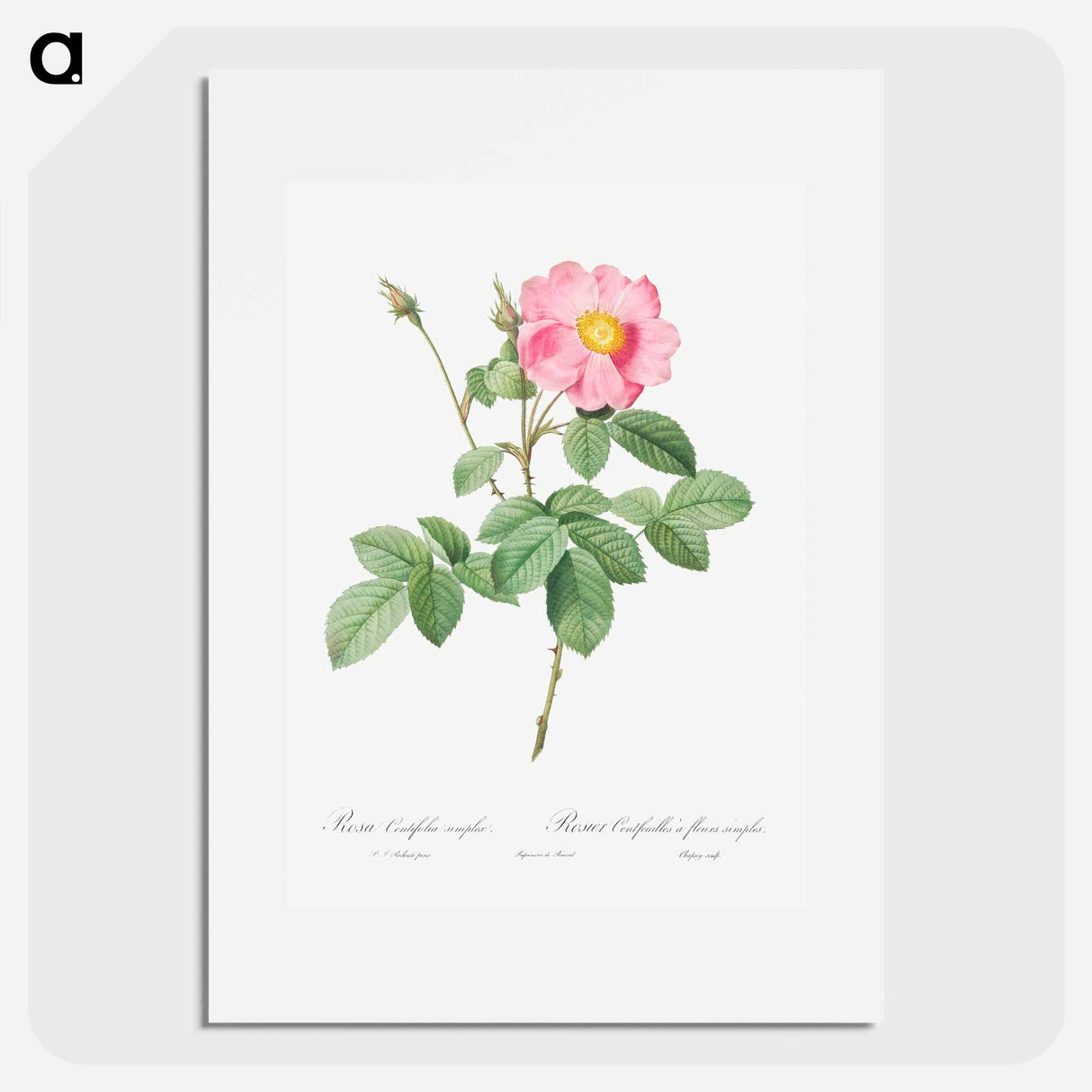 Single-Flowered Cabbage Rose - Pierre Joseph Redouté Poster.