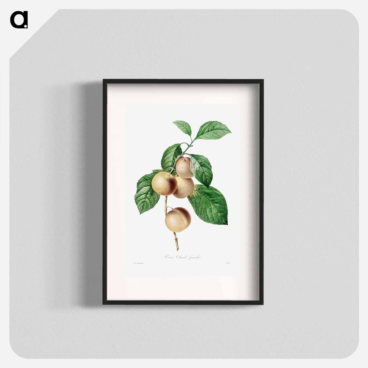 Reine Claude Plum - ピエール ジョゼフ ルドゥーテ Poster.