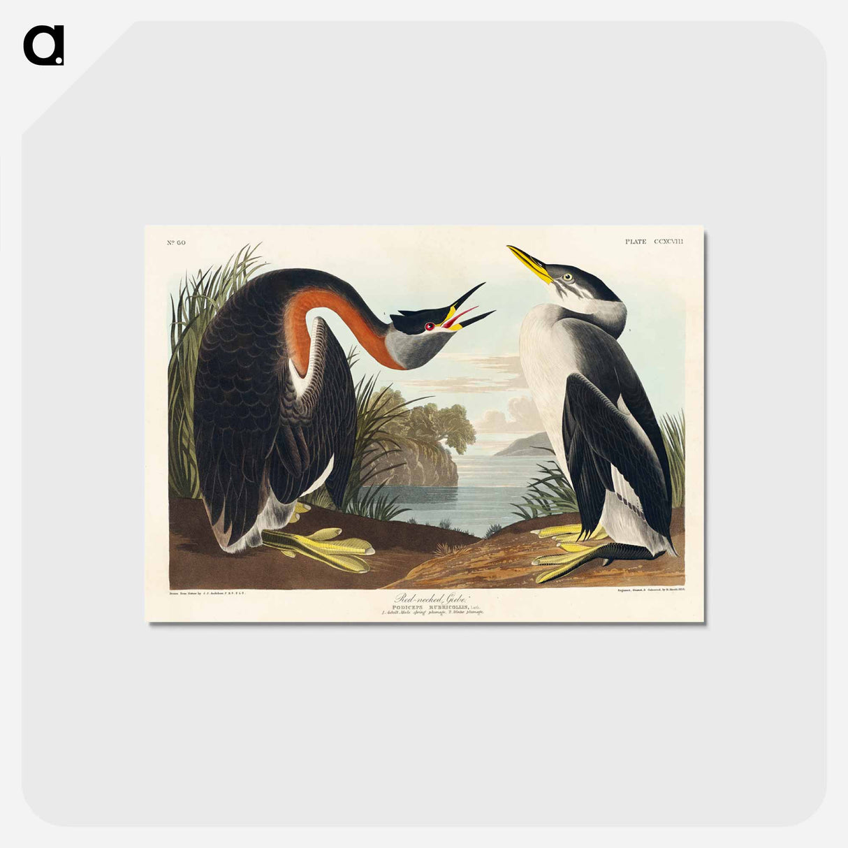 アートポストカード-Red-necked Grebe from Birds of America
- アメリカの鳥たち Postcard.