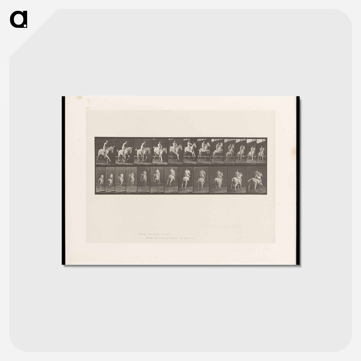 アートポストカード-Naked Horseman
- エドワード マイブリッジ Postcard.