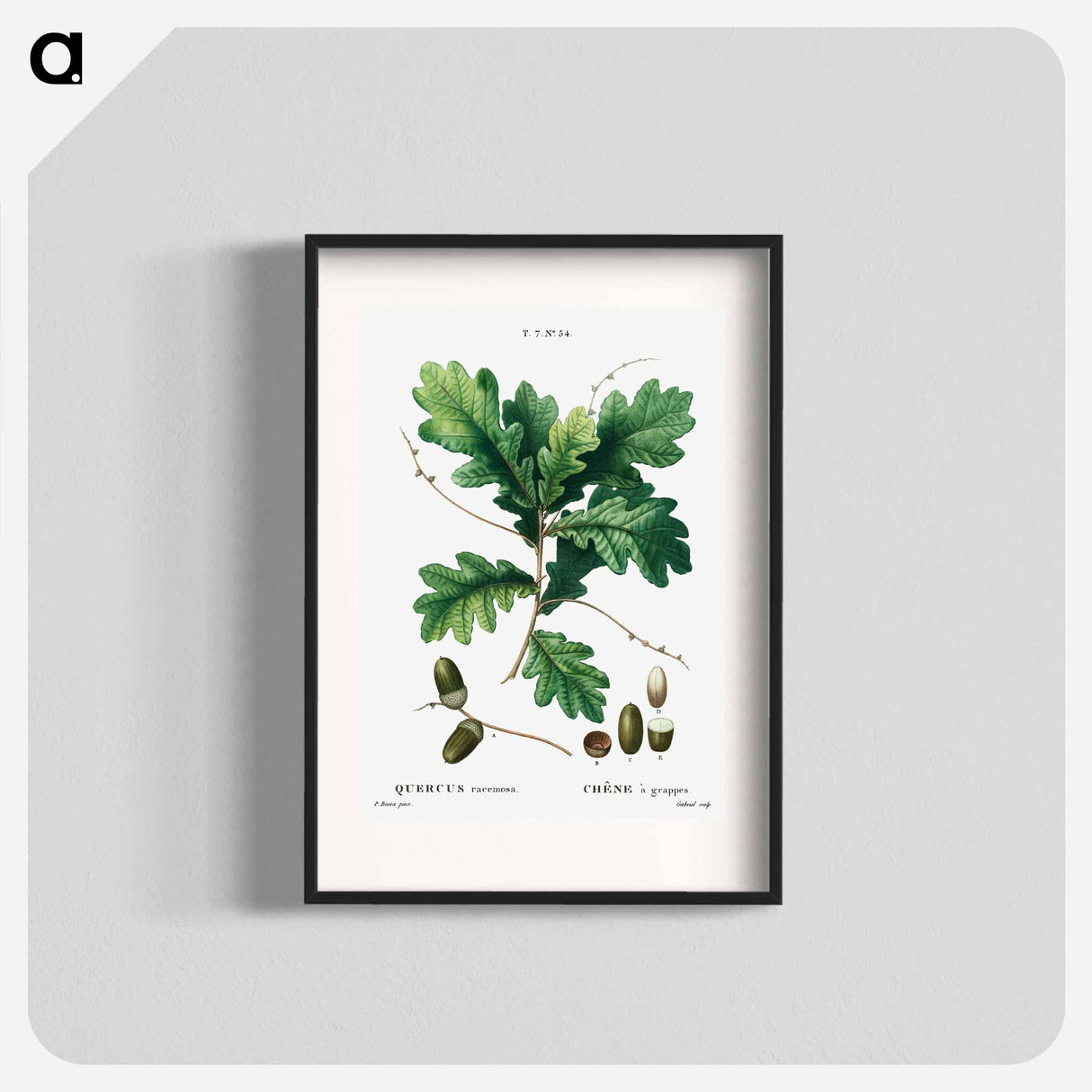 Quercus racemosa (Chéne à grappes) - Pierre-Joseph Redouté Poster.